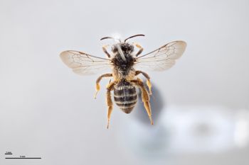 Media type: image;   Entomology 770212 Aspect: habitus dorsal view
